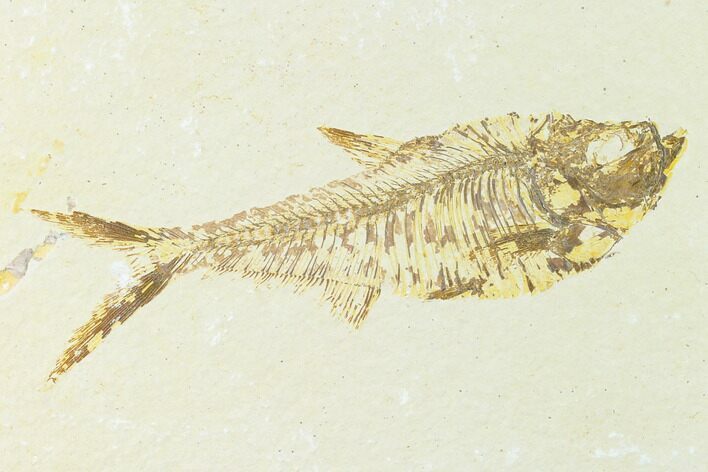 Fossil Fish (Diplomystus) - Green River Formation #148549